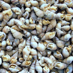 ESCARGOTS Lyophilisés pour Ecrevisse & Anentome – WILDLIFE
