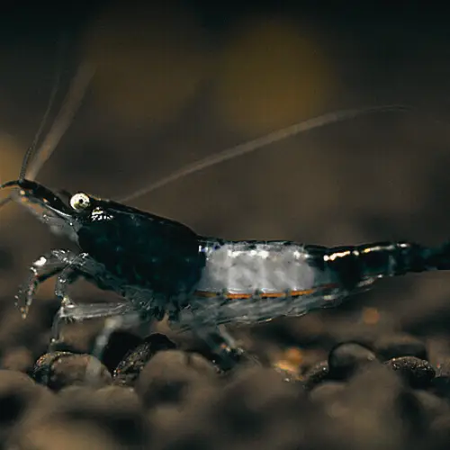 rili black Le Crevettilus
