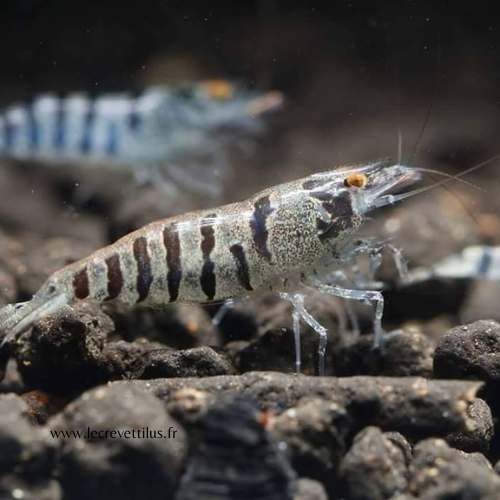 Babaulti Zebra Stripe Orange Eyes - Crevette Facile pour Aquarium Le Crevettilus