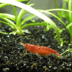 Crevette Red Cherry – Néocaridina d’Aquarium