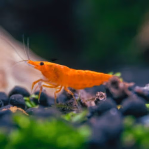 Crevette Orange Sunkist - Pumpkin - Néocaridina Lot de 10+2 Le Crevettilus