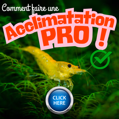 Une acclimatation pro pour vos crevettes d'aquarium par Le Crevettilus