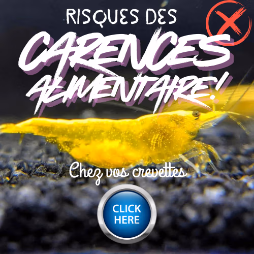 Carences alimentaire crevettes risques
