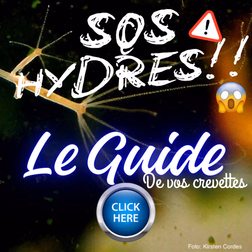 SOS hydre aquarium crevettes
