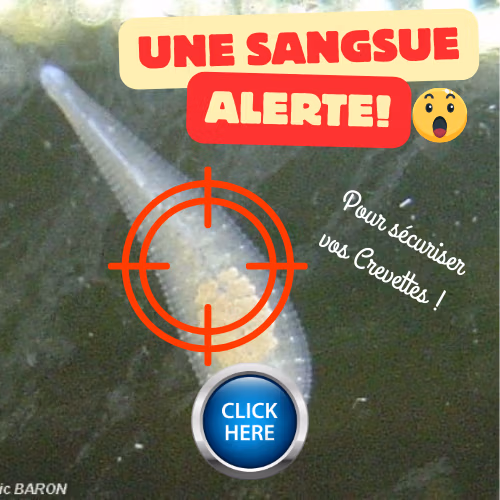 Risque hydre aquarium crevettes