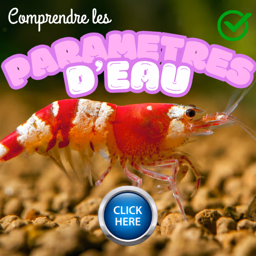 Comprendre les paramètres d'eau pour vos crevettes d'aquarium par Le Crevettilus