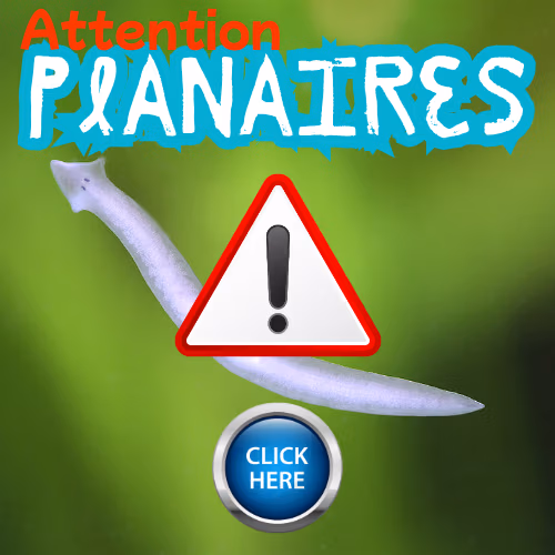 Guide anti planaires pour vos crevettes d'aquarium par Le Crevettilus