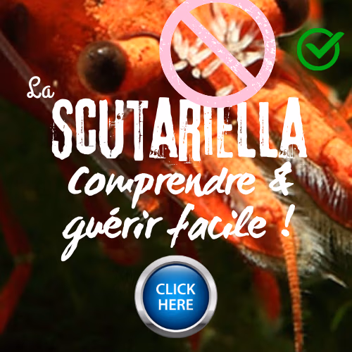 Guide Scutariella Le Crevettilus