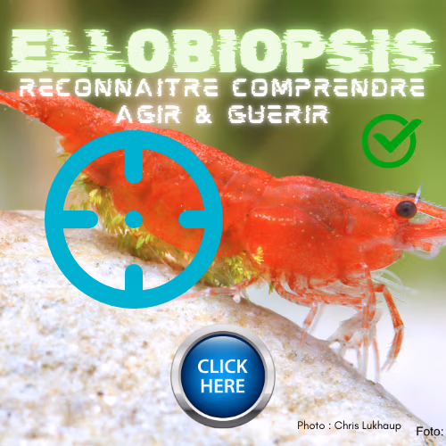 Guide ellobiopsis Le Crevettilus