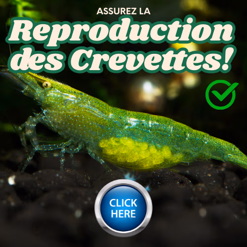 Guide reproduction crevettes Le Crevettilus