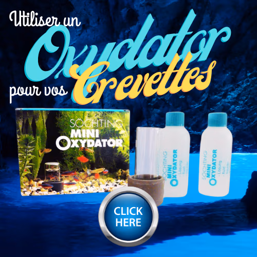 Utiliser un Oxydator aquarium à crevettes Le Crevettilus