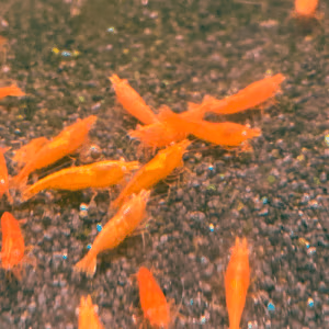 Crevette Sunkist Orange Eyes – Néocaridina Aquarium ♀
