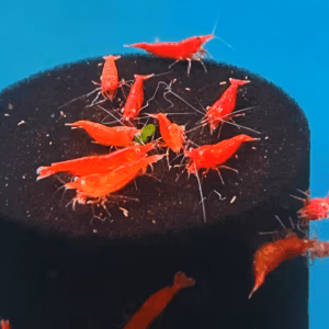 Crevette Red Orange Eyes – Néocaridina Aquarium ♀