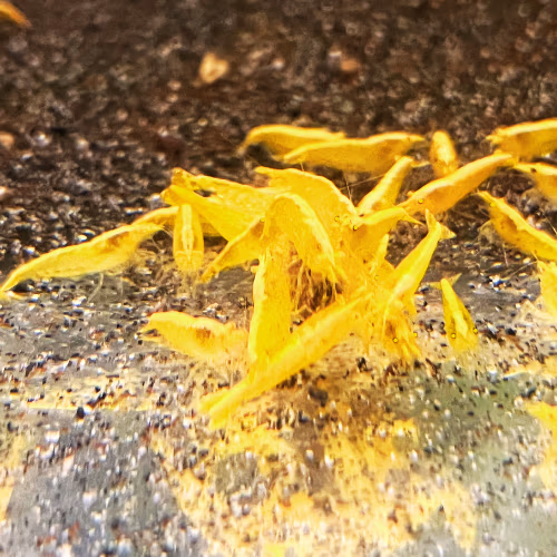 Crevette Sunkist Orange Eyes - OE - Néocaridina d'Aquarium ♀ Le Crevettilus
