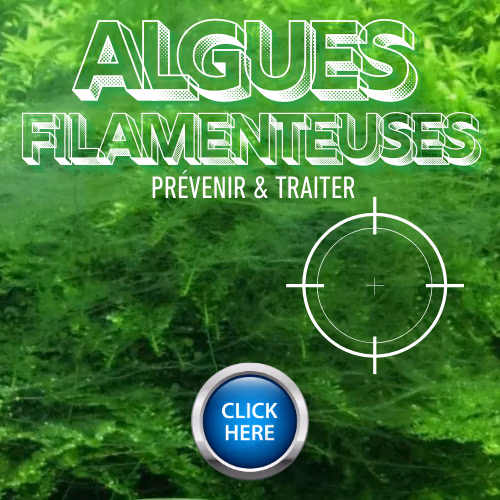 Algues filamenteuses Le Crevettilus