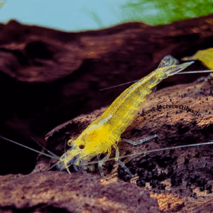 Crevette Japonica Amano YELLOW – Mangeuse d’algues