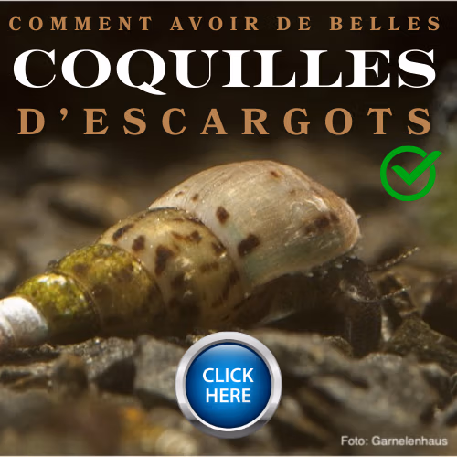 coquille escargots Le Crevettilus