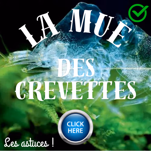 la mue des crevettes Le Crevettilus