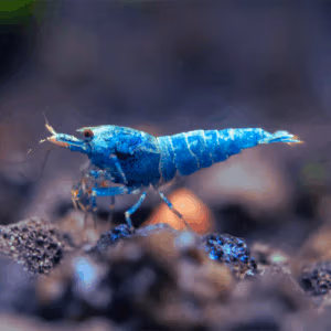 Blue Bolt – Grade SS – Crevette Caridina Taïwan Bee – Lot 20+4