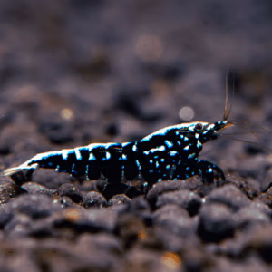 Black Pinto Galaxy – Crevette Caridina Sol Technique – Lot 20+4