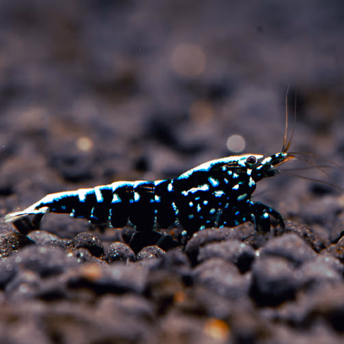 Black Pinto Galaxy - Crevette Caridina - Sol Technique Taïwan Bee Le Crevettilus