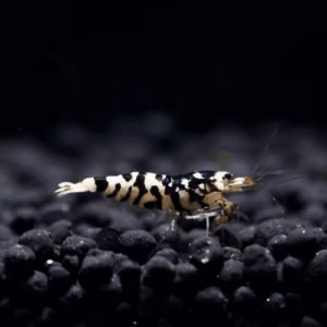 Black Fancy Tiger S-SS – Crevette Caridina Taïwan Bee – Lot 20+4