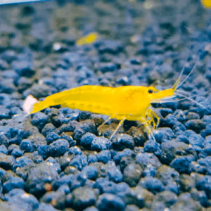 Yellow King Kong – YKK – Crevette Caridina Taïwan Bee
