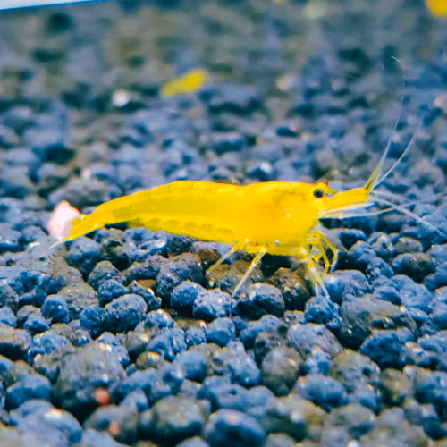 Yellow King Kong - YKK - Crevette Caridina Taïwan Bee Le Crevettilus