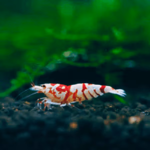 Red Fancy Tiger S-SS – Crevette Caridina Taïwan Bee – Lot 20+4