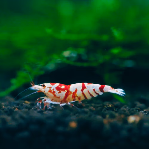 Red Fancy Tiger - Grade S-SS - Crevette Caridina Taïwan Bee Le Crevettilus
