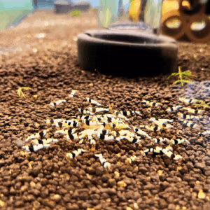 Crevette PBL Pure Black Line -Grade S-SS Caridina Sol Technique