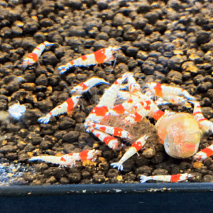 Crevette PRL Pure Red Line – Grade S-SS- Caridina Sol Technique