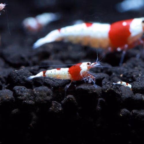 Crevette PRL Pure Red Line - Grade S-SS- Caridina Sol Technique Le Crevettilus