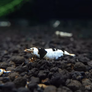 Crevette PBL S-SS Grade – Caridina Sol Technique – Lot 20+4