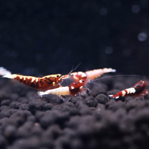 Red Pinto MIX (Galaxy, Spotted Head, Nanashi) - Crevette Caridina Le Crevettilus