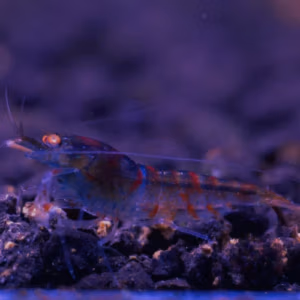 Calcéo Red Tiger OE – Grade A – Crevette Taïwan Bee