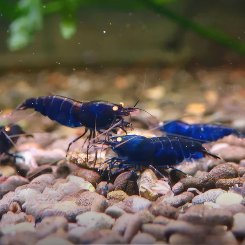 Blue Royal Tiger OE - Crevette Caridina Taïwan Bee Le Crevettilus