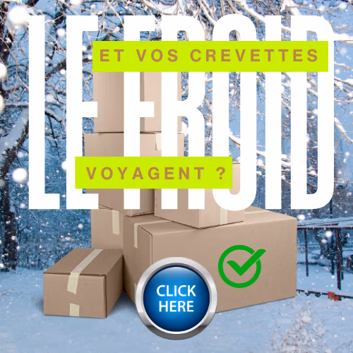 Le froid et le transport de crevettes Le Crevettilus