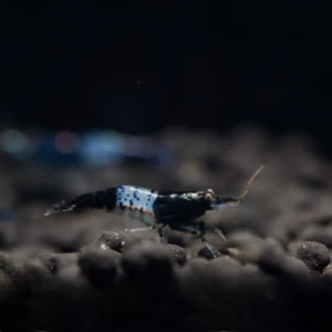 Crevette Black Rili – Néocaridina d&rsquo;Aquarium