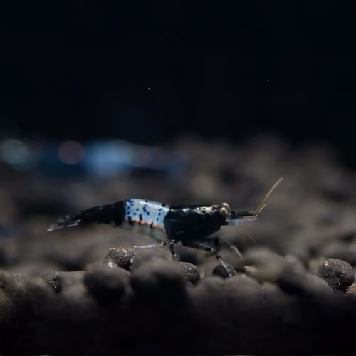 Crevette Black Rili - Néocaridina d'Aquarium Le Crevettilus