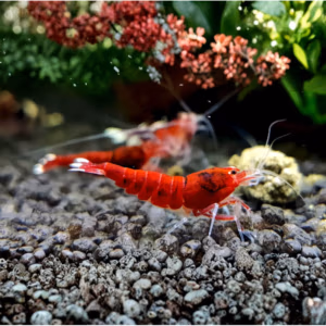 Crevette Red Ruby – Caridina d&rsquo;Aquarium