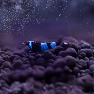 Crevette Blue Panda – Caridina d&rsquo;Aquarium