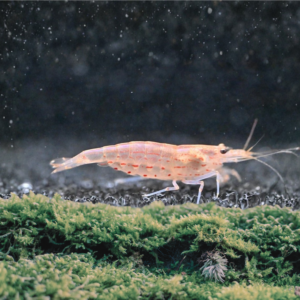 Crevette Japonica Amano Rouge – Mangeuse d’Algues