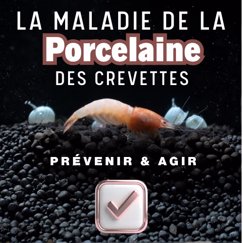 La maladie de la porcelaine des crevettes d'aquarium Le Crevettilus
