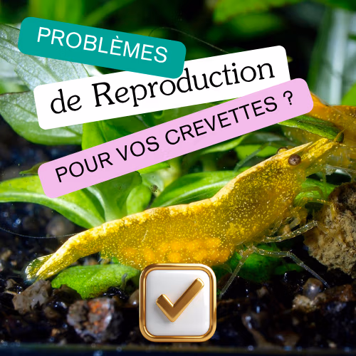 Les probl&egrave;mes de reproduction chez les crevettes d&rsquo;aquarium Le Crevettilus