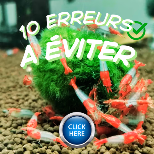 Les 10 erreurs fr&eacute;quentes dans l'aquarium &agrave; crevettes Le Crevettilus