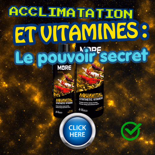 Acclimatation des crevettes, r&ocirc;le des vitamines: &eacute;vitez les pertes Le Crevettilus