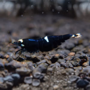 Crevette Black King Kong Full – Grade SS-SSS – Caridina