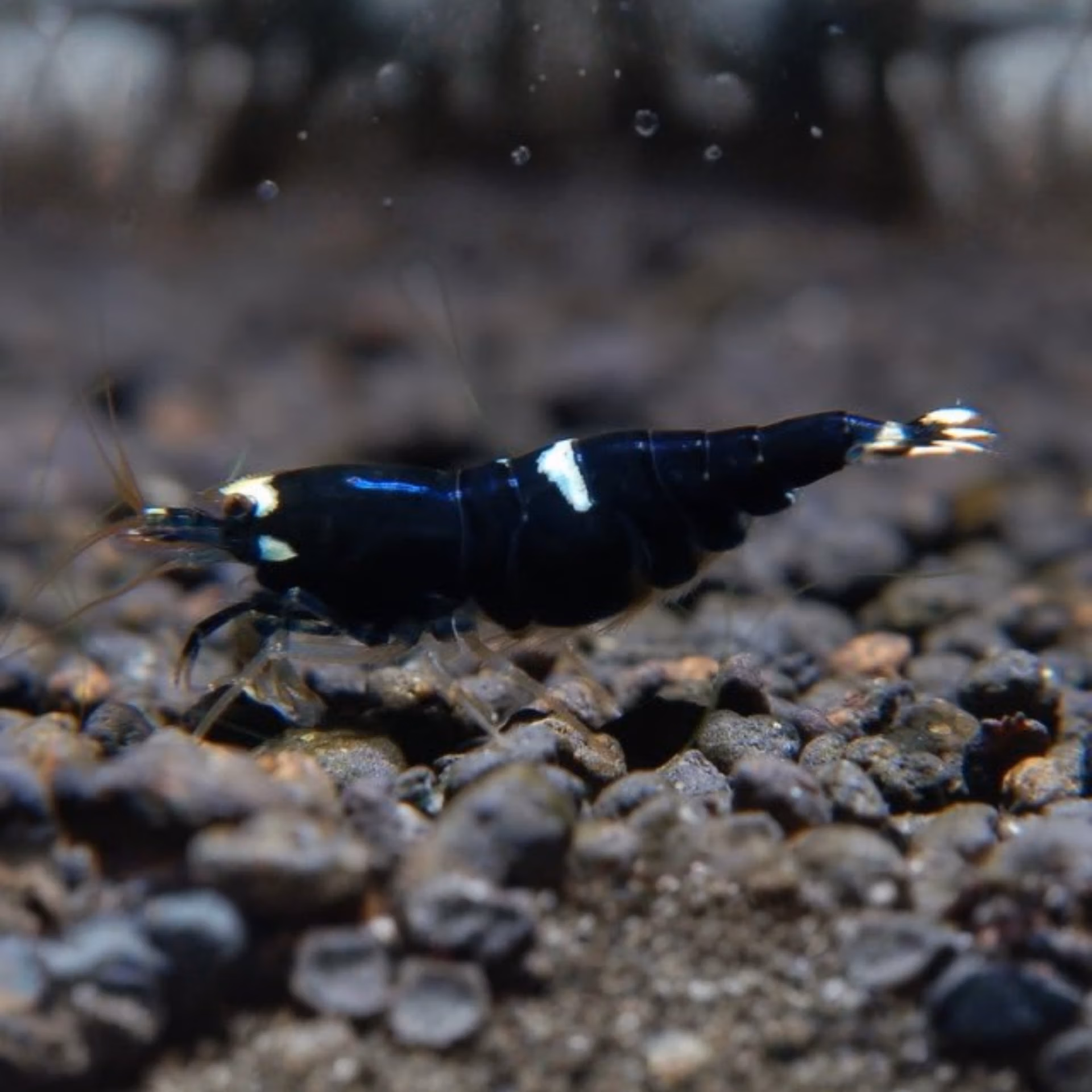 Crevette Black King Kong Full - Grade SS-SSS - Caridina Le Crevettilus