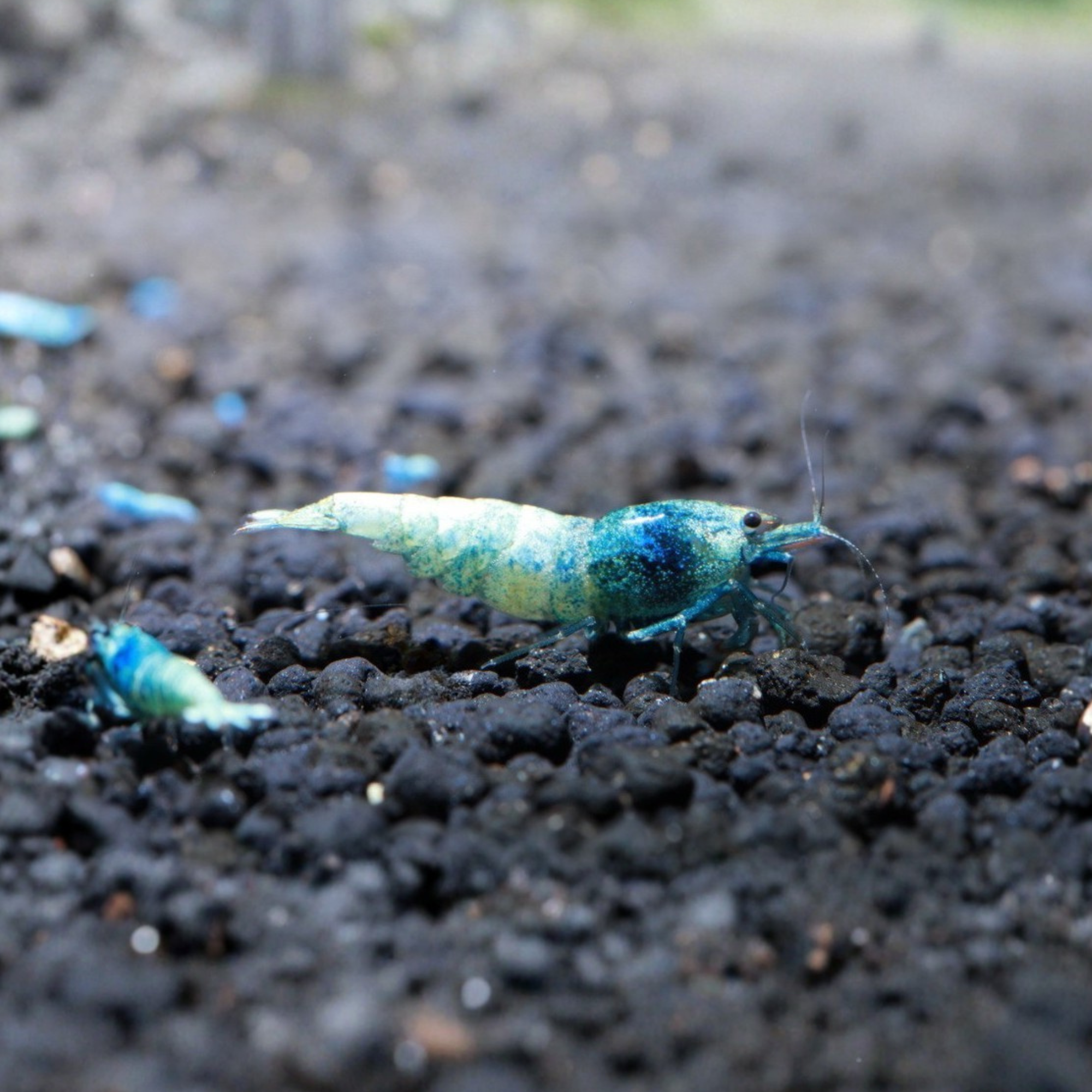 Blue Bolt - Grade A-S - Crevette Caridina Taïwan Bee Le Crevettilus